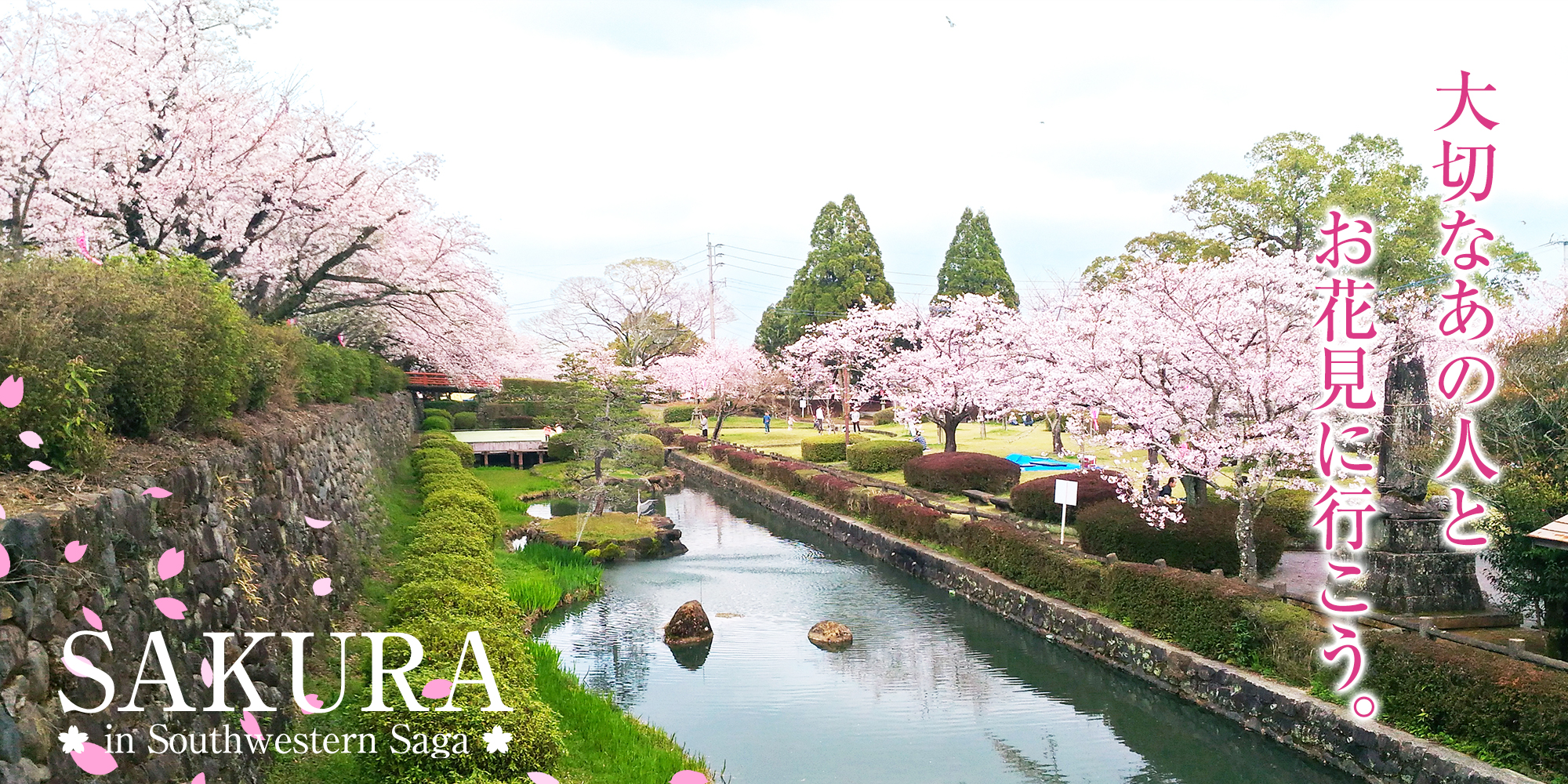 桜特集