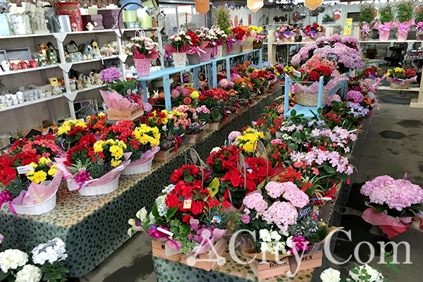 花と緑のある暮らし　フラワーウッド