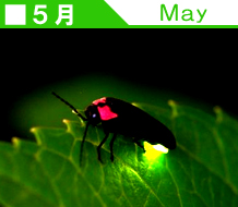 佐賀県鹿島市 観光情報その５｜５月スケジュールイメージ写真