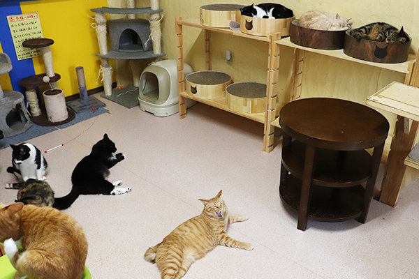 ねこのきもち