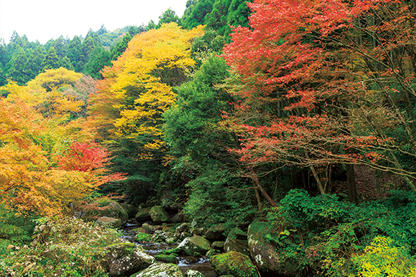 紅葉写真