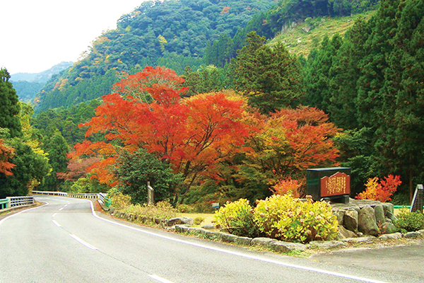 紅葉写真