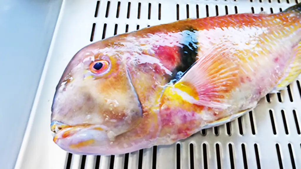 水上鮮魚店の画像