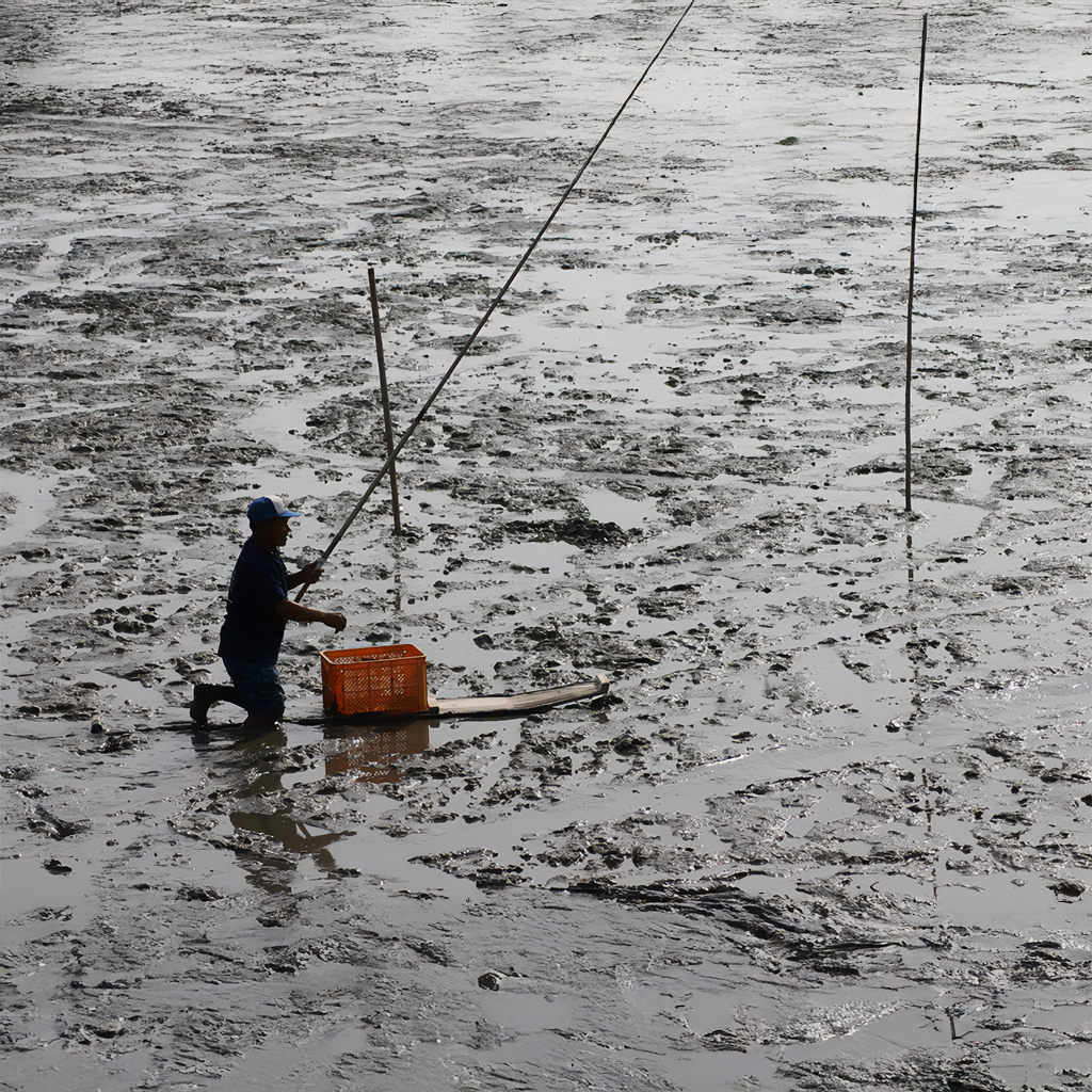 むつかけの画像